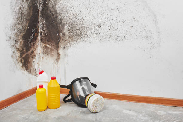 Best Local Mold Removal Service  in Grambling, LA