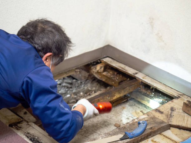 Best Mold Damage Repair  in Grambling, LA