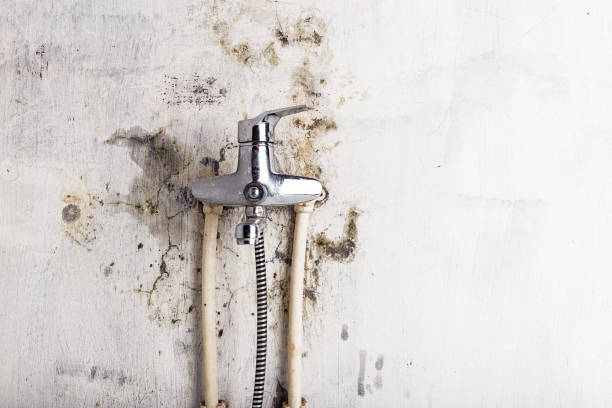Best Toxic Mold Removal  in Grambling, LA