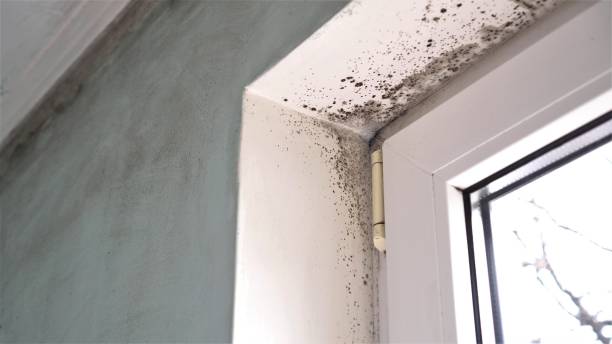 Certified Mold Removal in Grambling, LA