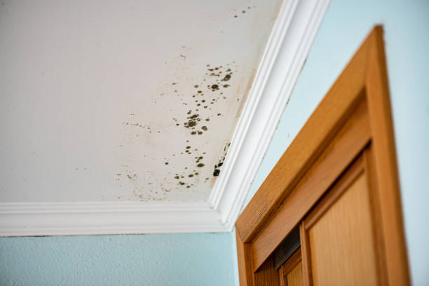 Mold Removal and Inspection in Grambling, LA
