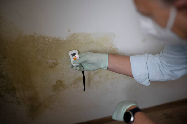 Best Mold Removal and Inspection  in Grambling, LA