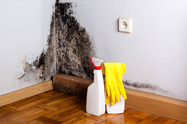 Best Local Mold Removal Service  in Grambling, LA