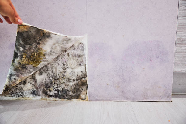Best Residential Mold Removal  in Grambling, LA